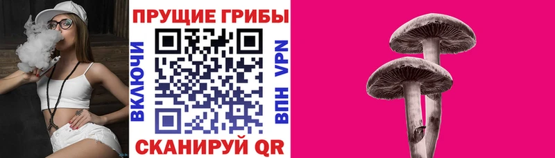 Купить  Дегтярск  Псилоцибиновые грибы прущие грибы 